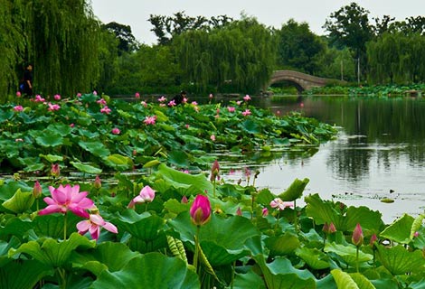 The Lotus Pond Park
